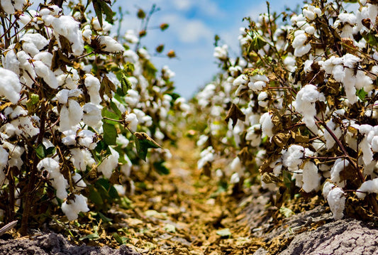 8 Reasons Organic Cotton is the Way to go